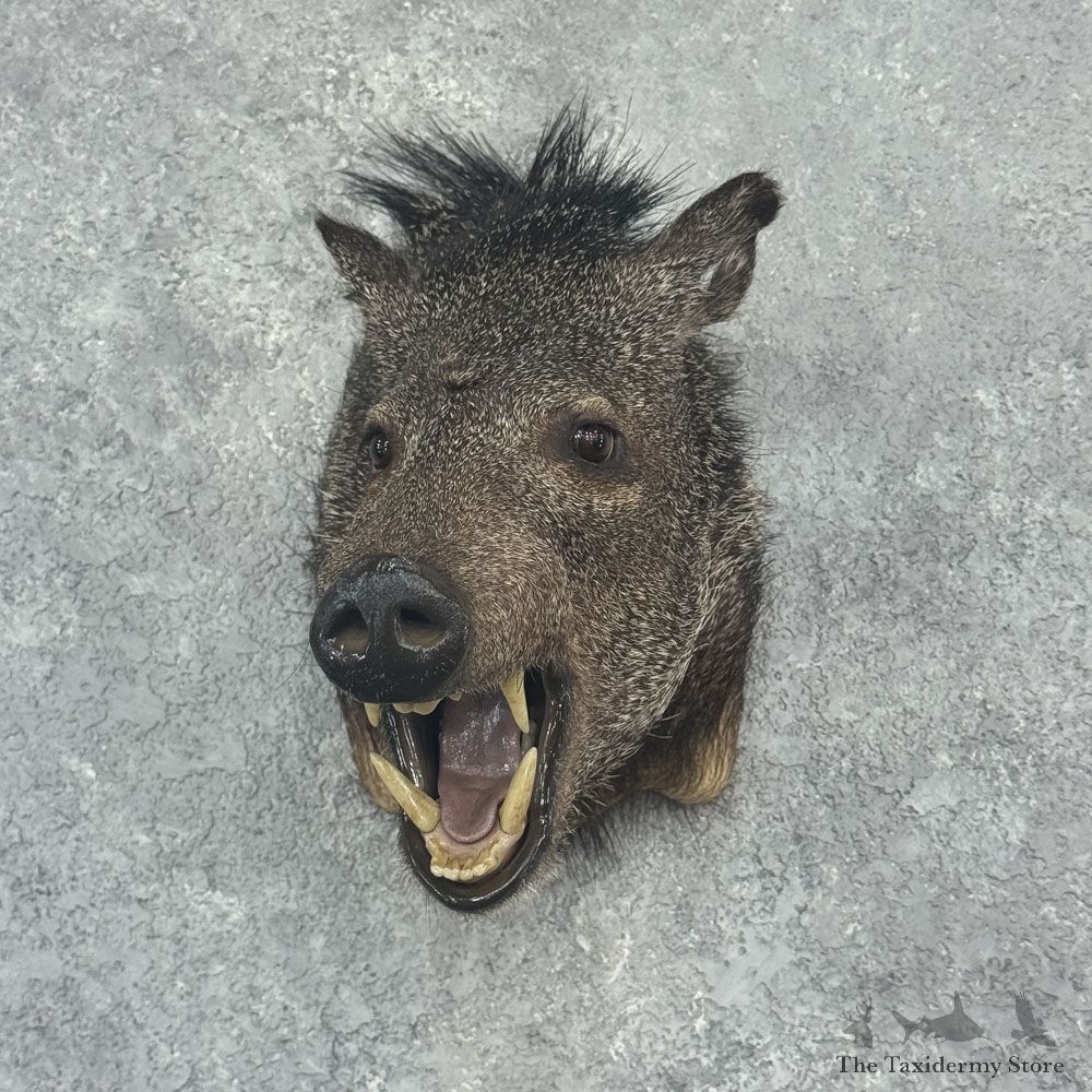 Collared Peccary Shoulder Mount For Sale #32391 @ The Taxidermy Store