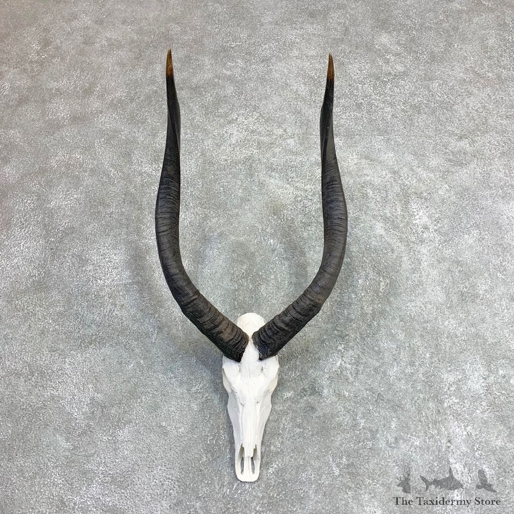 African Nyala Skull European Mount For Sale #21969 @ The Taxidermy Store