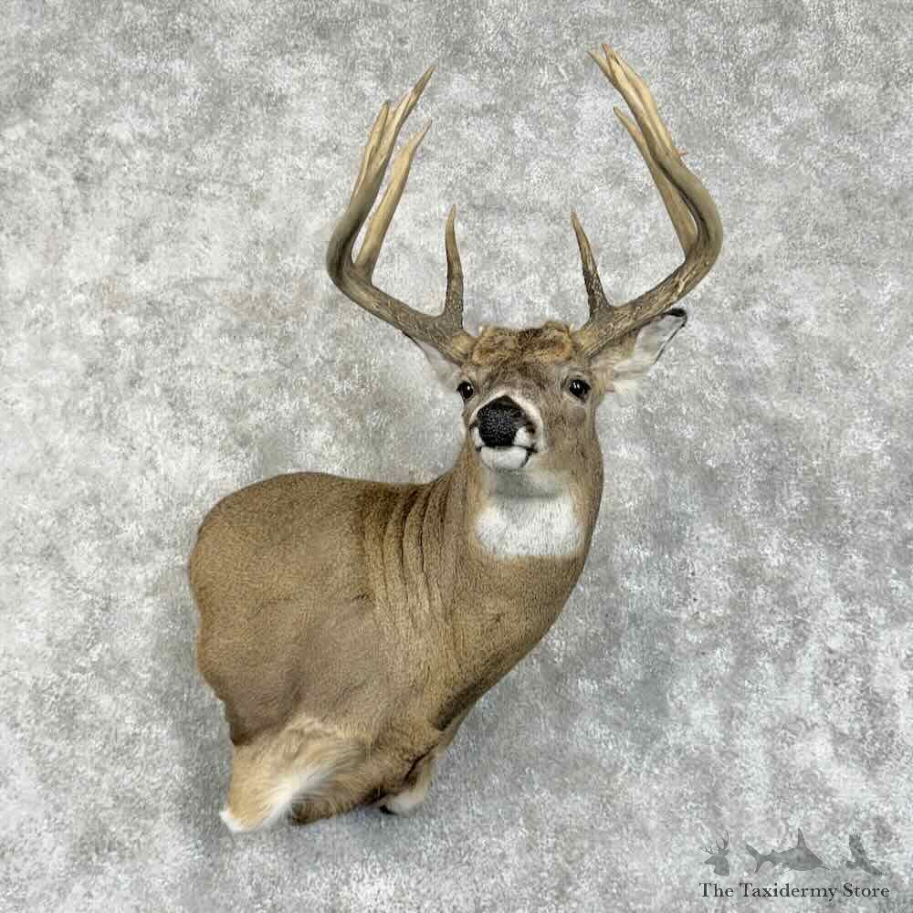 Whitetail Deer Wall Pedestal Mount For Sale #31420 @ The Taxidermy Store