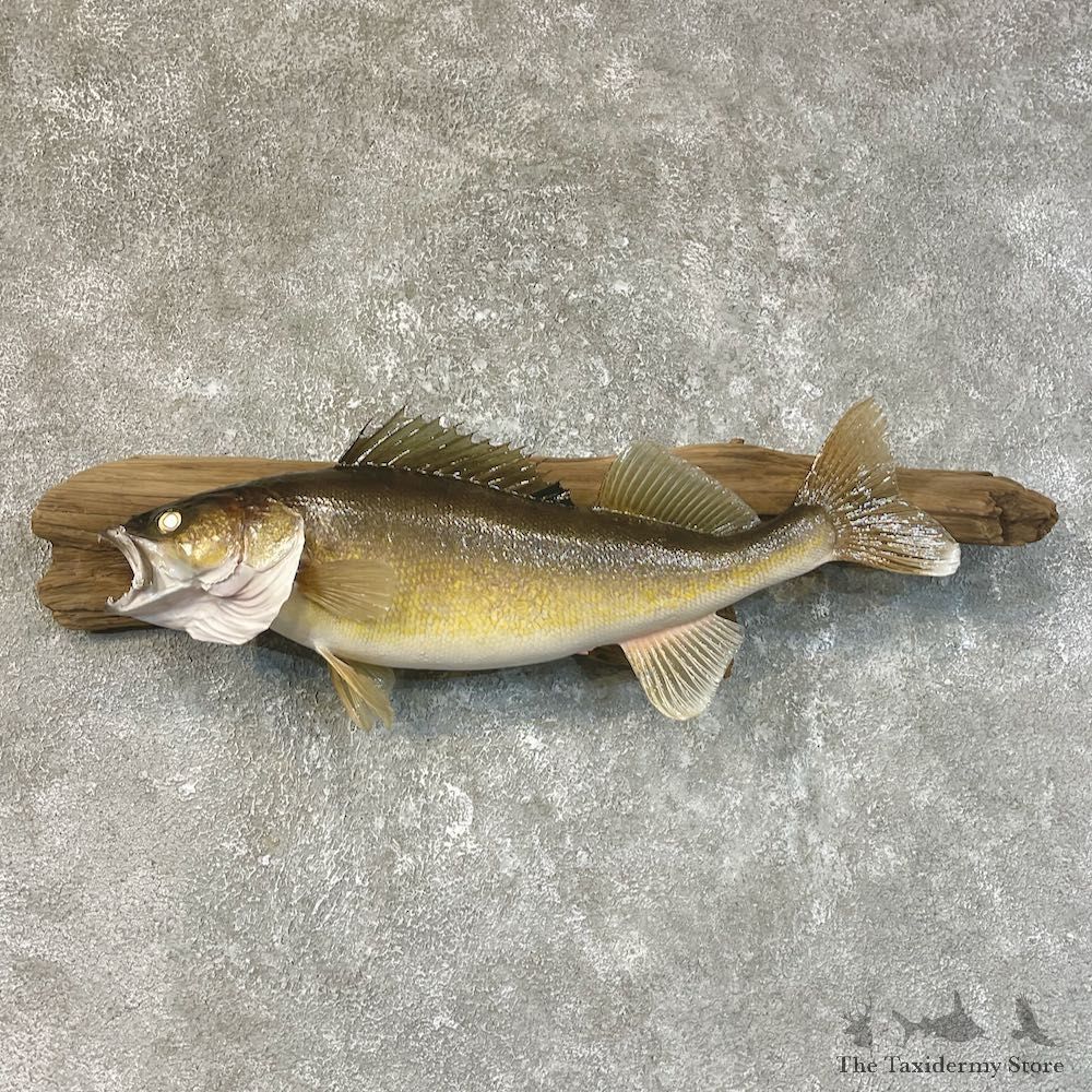 Walleye Taxidermy Fish Mount #25210 For Sale @ The Taxidermy Store