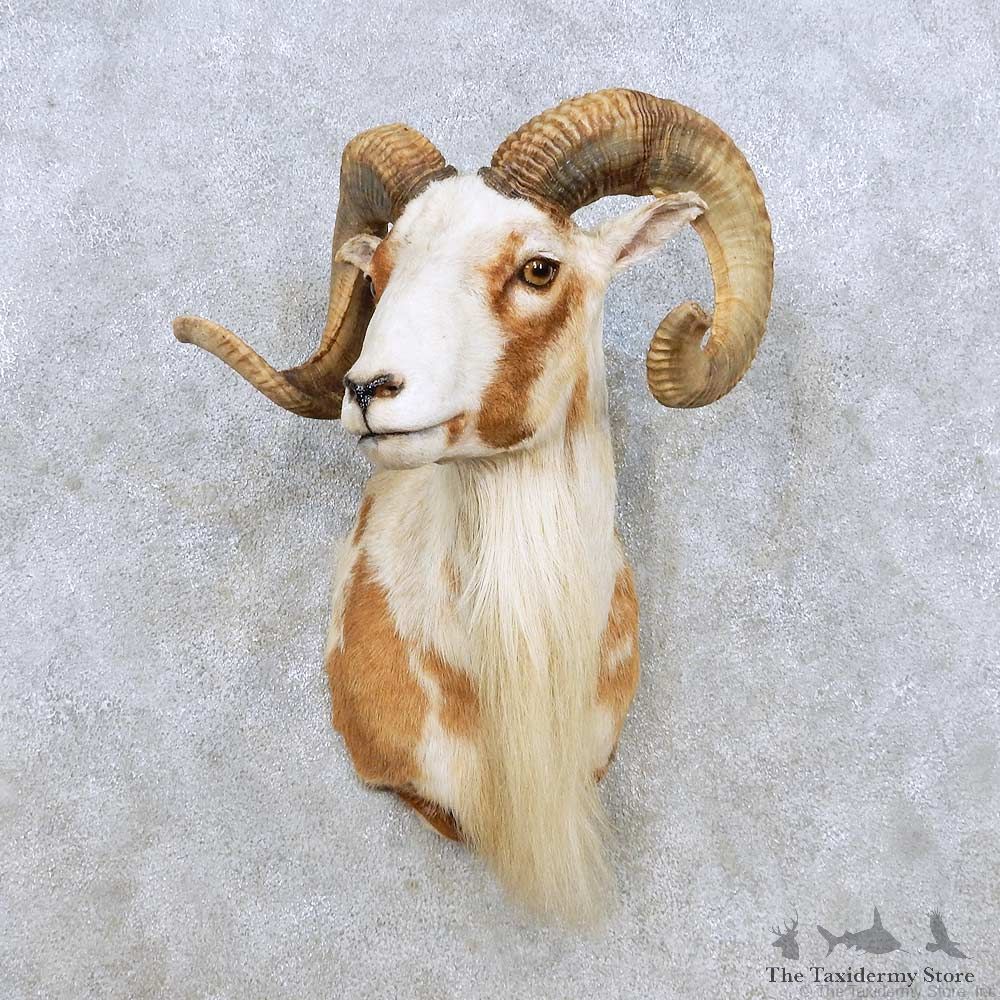 Painted Desert Ram Shoulder Mount For Sale #14244 @ The Taxidermy Store