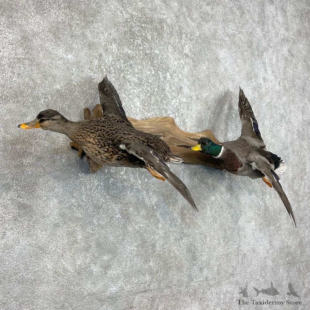 Mallard Drake and Hen Taxidermy Duck Mount For Sale #25759 - The Taxidermy Store
