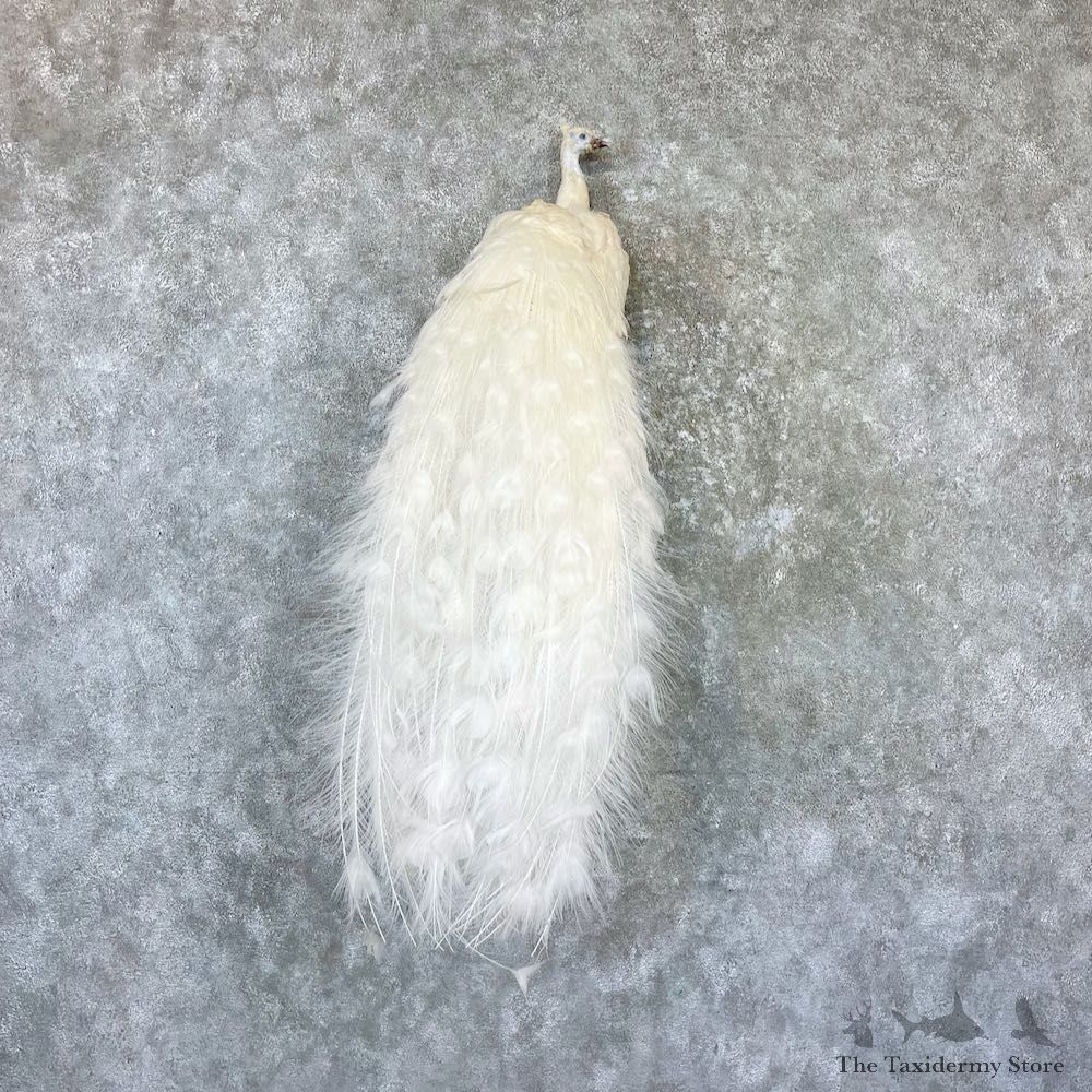 White Peacock Taxidermy Bird Mount For Sale #26523 @ The Taxidermy Store