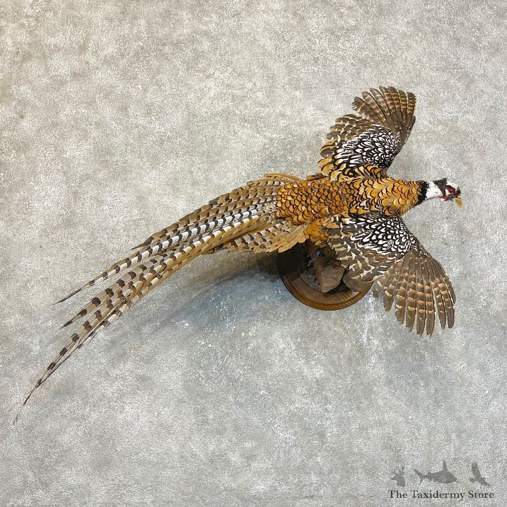 Reeves Pheasant Life-Size Mount #24113 For Sale @ The Taxidermy Store