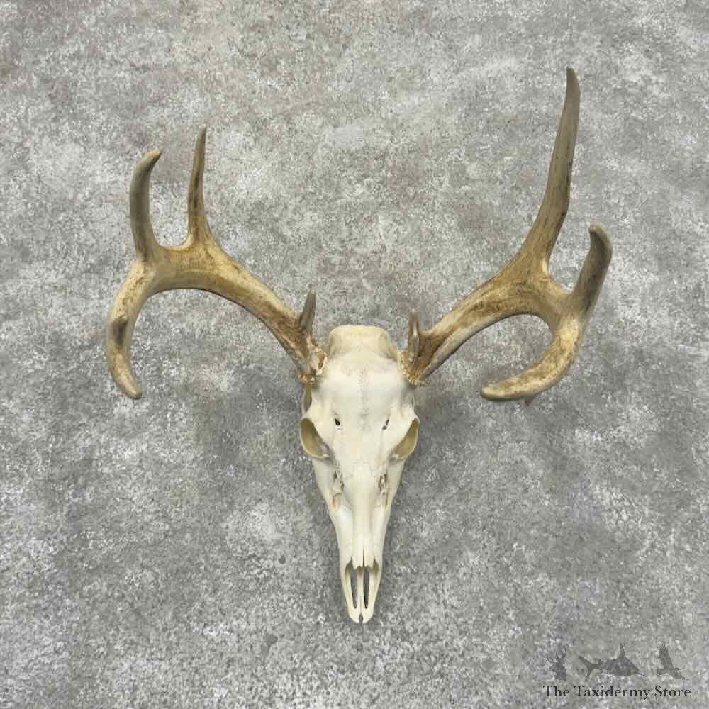 Whitetail Deer Skull European Mount For Sale #32159 @ The Taxidermy Store