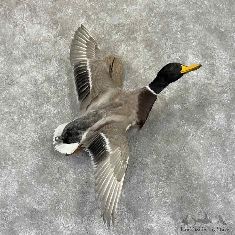 Silver Mallard Duck Drake Bird Mount For Sale #31937 @ The Taxidermy Store