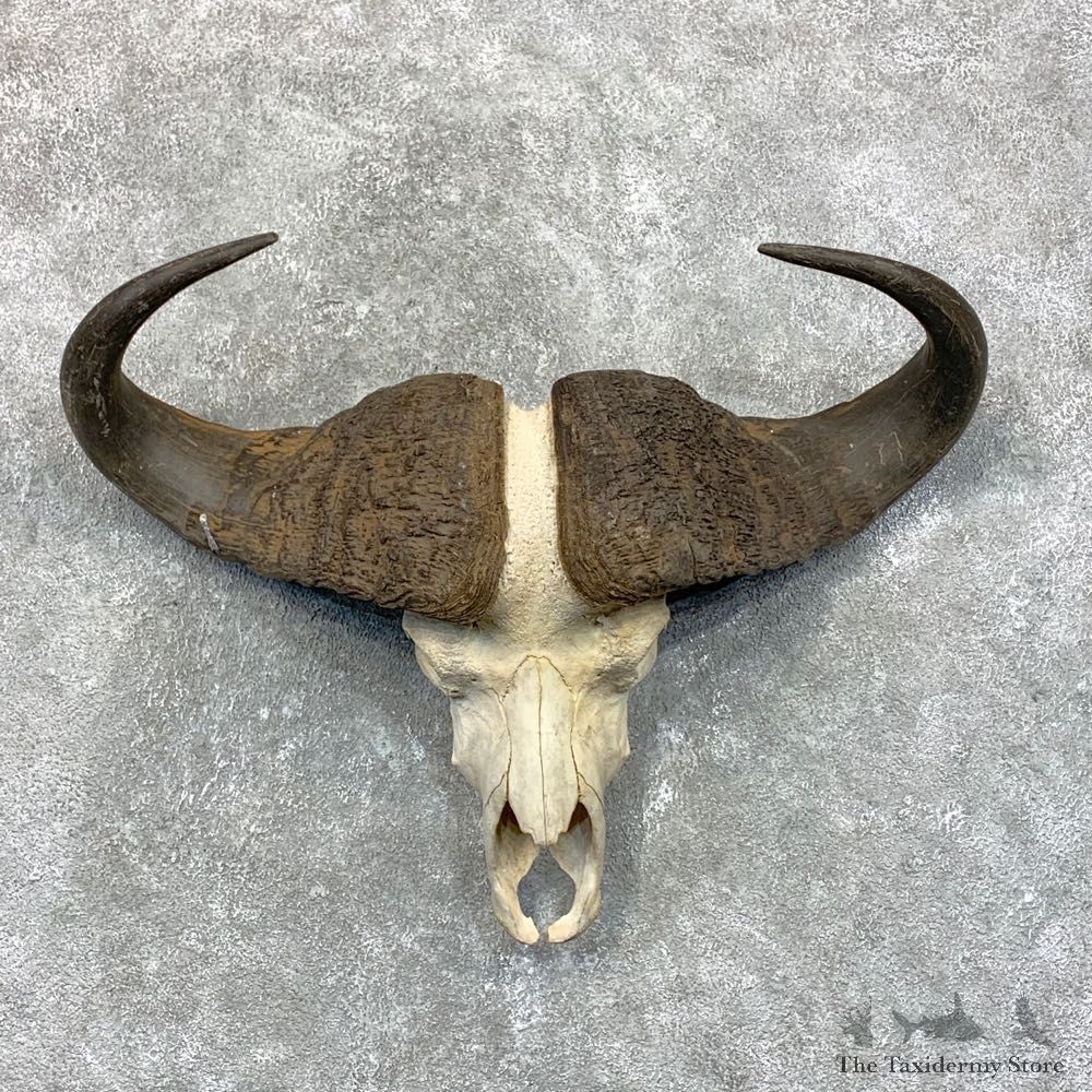 Cape Buffalo Skull Taxidermy Mount For Sale #22686 For Sale @ The Taxidermy Store