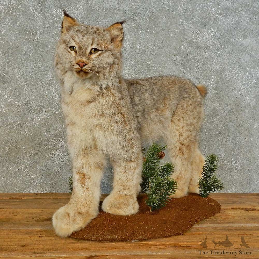 Alaskan Lynx Life-Size Mount For Sale #16490 @ The Taxidermy Store