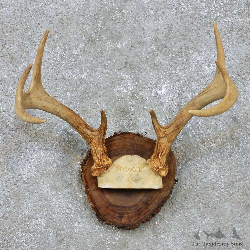 Whitetail Deer Antler Mount For Sale #14289 @ The Taxidermy Store