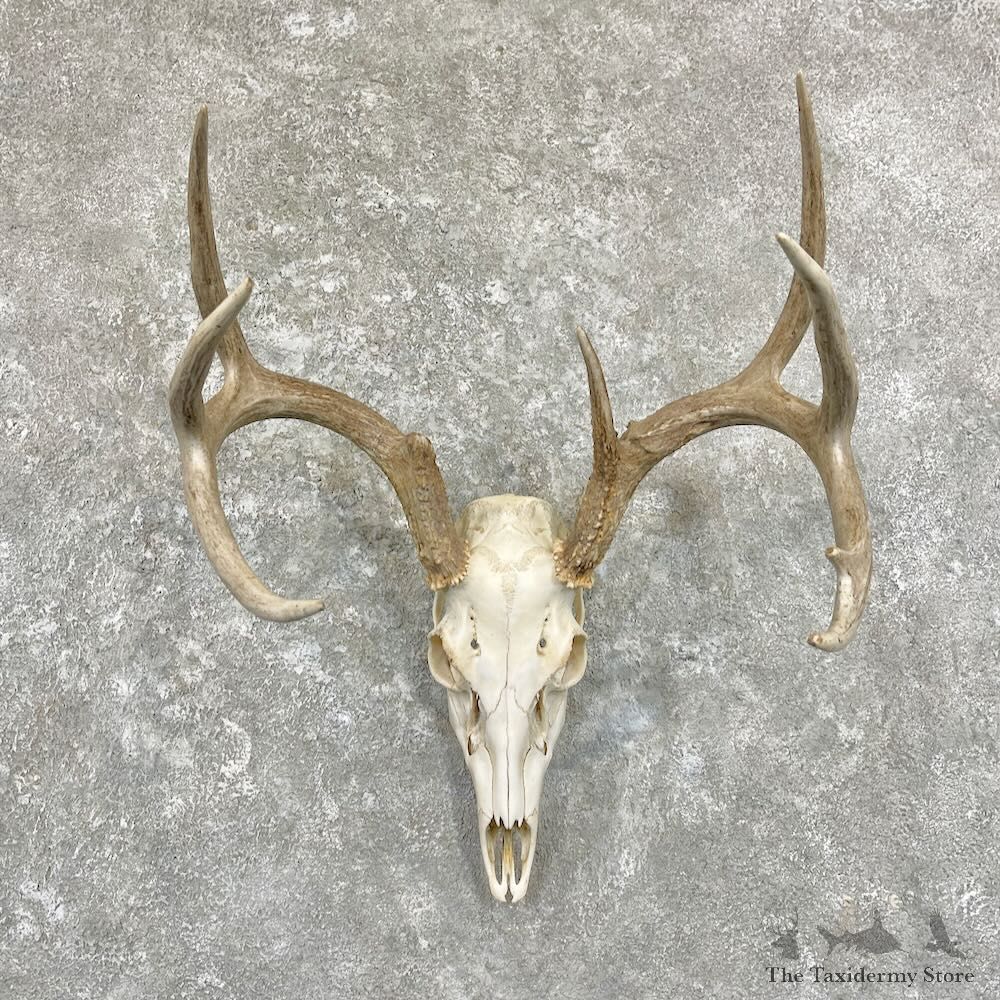 Whitetail Deer Skull European Mount For Sale #27842 @ The Taxidermy Store