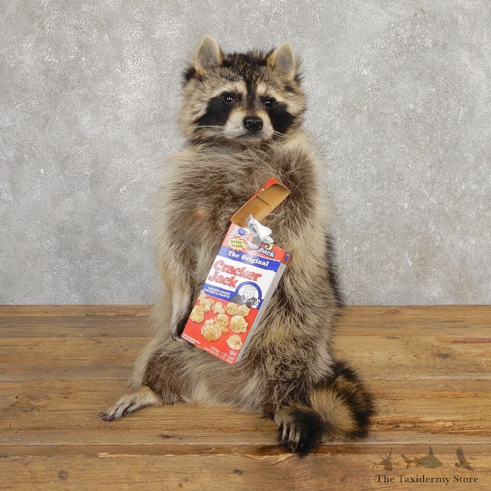 “Cracker Jack” Raccoon Mount For Sale #20190 @ The Taxidermy Store