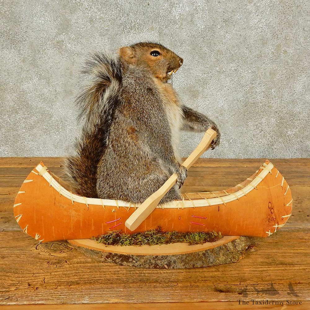Canoe Squirrel Novelty Mount For Sale #16295 @ The Taxidermy Store