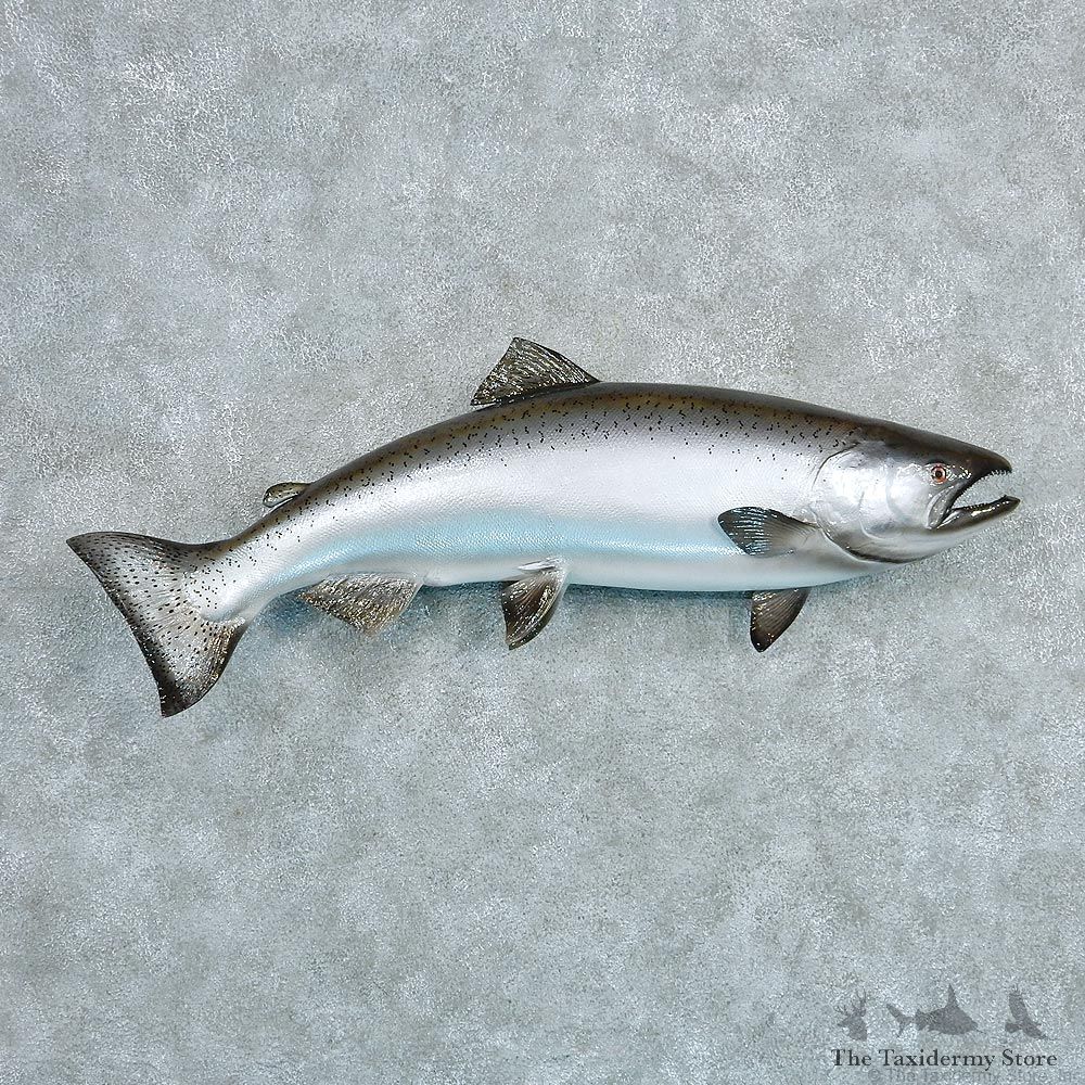 King Salmon Taxidermy Fish Mount #12796 For Sale @ The Taxidermy Store.jpg