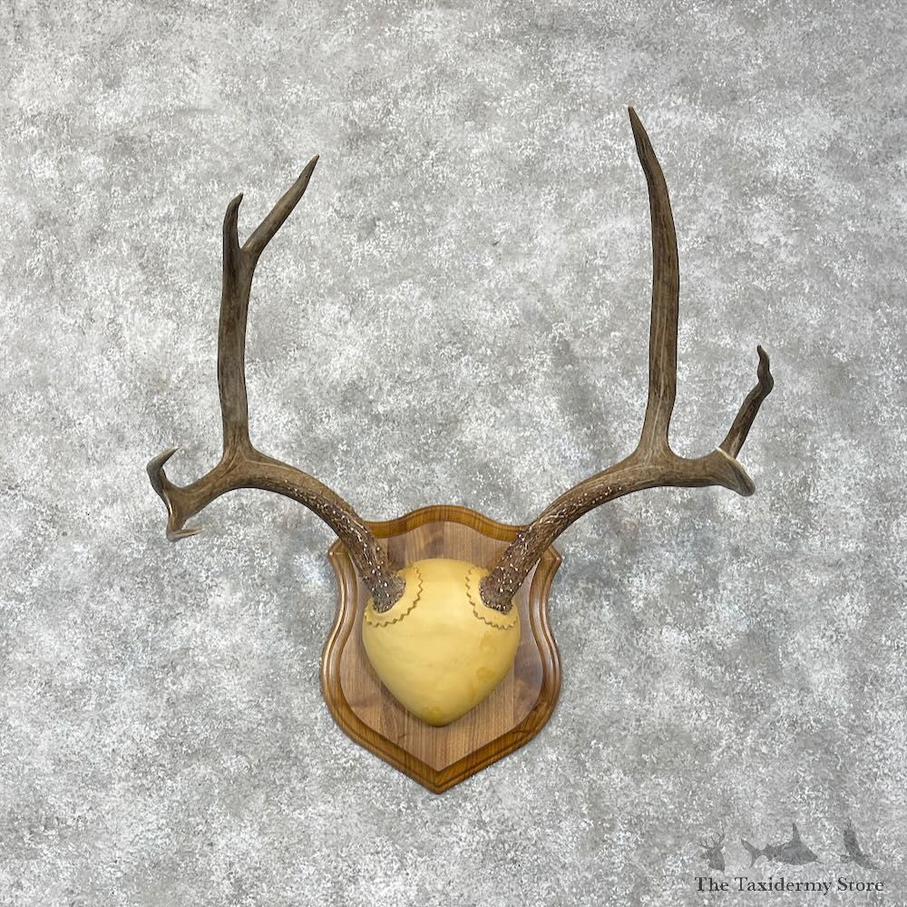 Mule Deer Antler Plaque Mount For Sale #28469 @ The Taxidermy Store