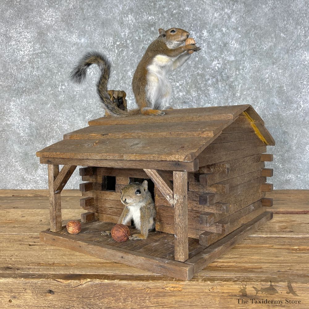 Squirrel Novelty Mount For Sale #25458 @ The Taxidermy Store