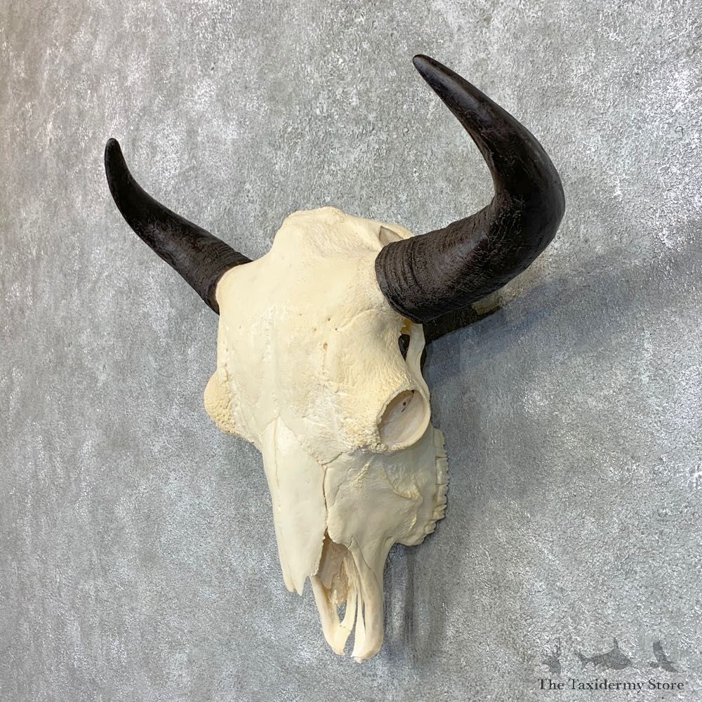 Buffalo Bison Skull Mount For Sale #23444 @ The Taxidermy Store