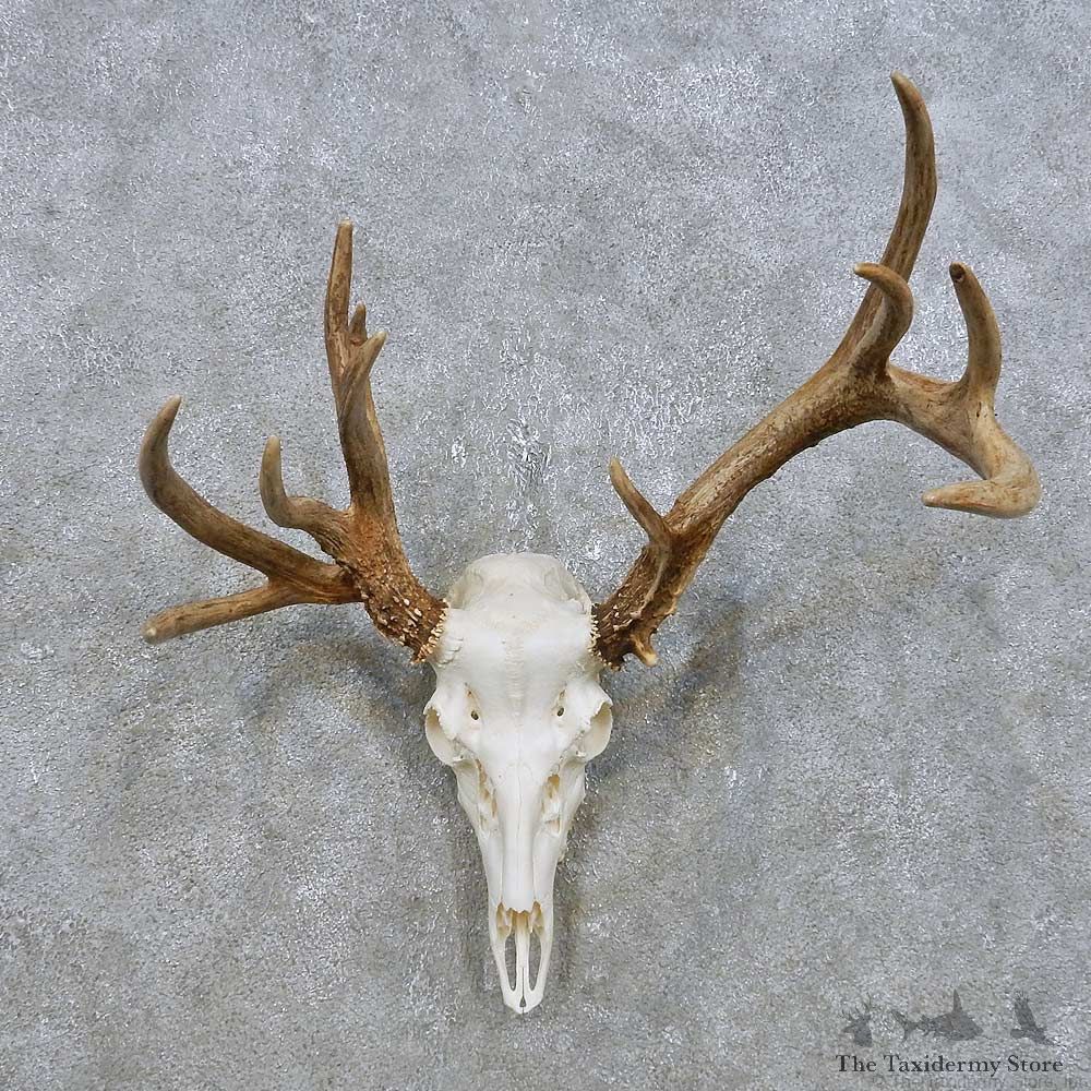 Whitetail Deer Skull European Mount For Sale #14903 @ The Taxidermy Store