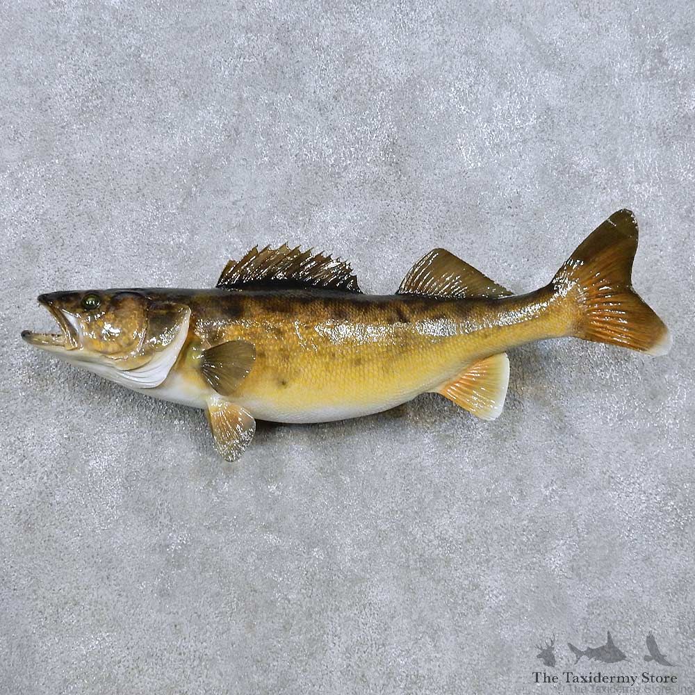 Walleye Freshwater Fish Mount For Sale #14481 @ The Taxidermy Store
