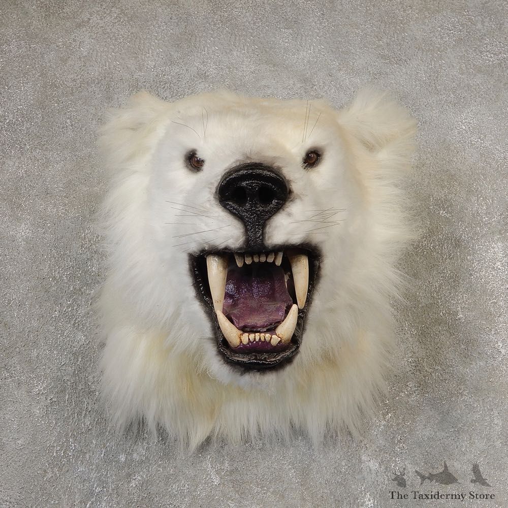 Reproduction Polar Bear Shoulder Mount #21059 For Sale @ The Taxidermy Store