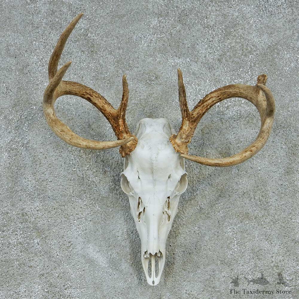 Whitetail Skull & Antlers Taxidermy Mount #13248 For Sale @ The Taxidermy Store