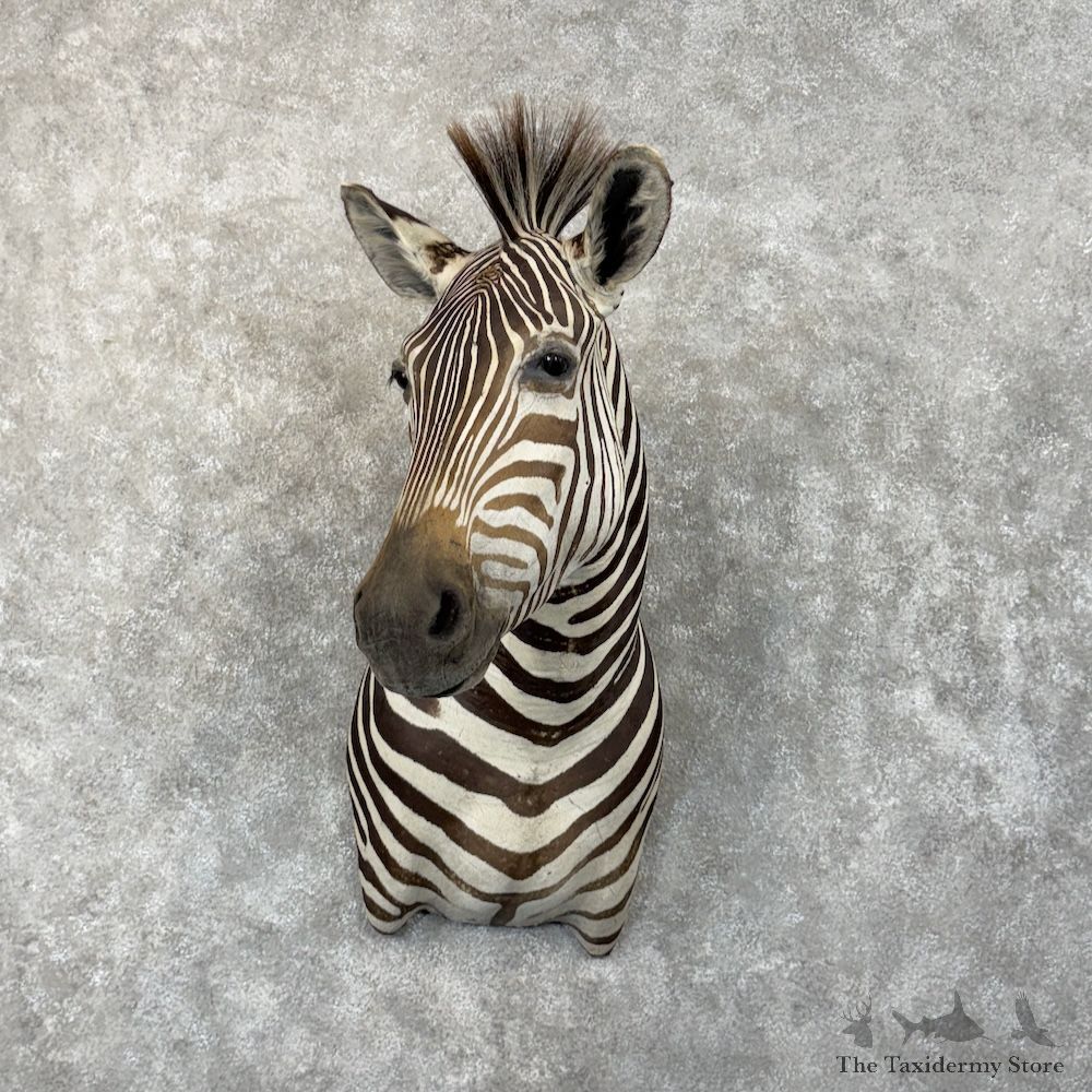 African Zebra Shoulder Mount For Sale #29871 @ The Taxidermy Store