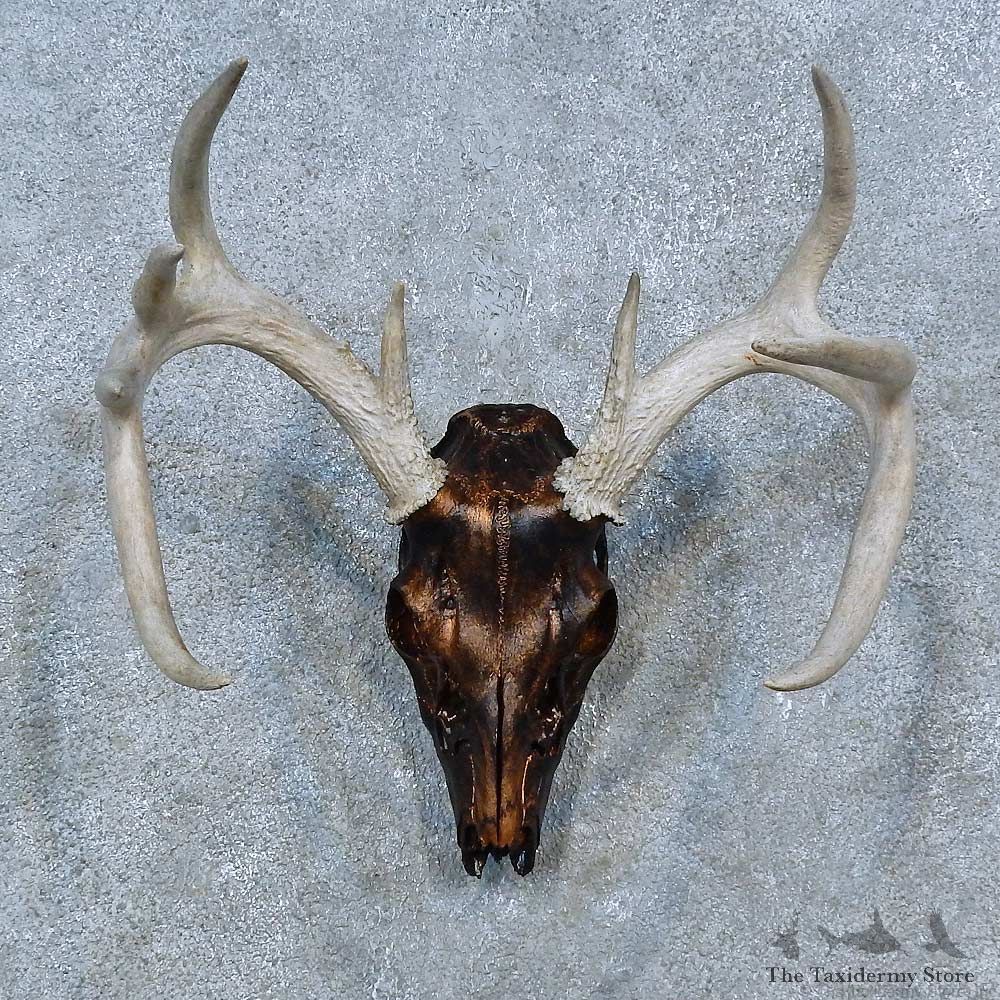 Whitetail Deer Skull European Taxidermy Mount For Sale