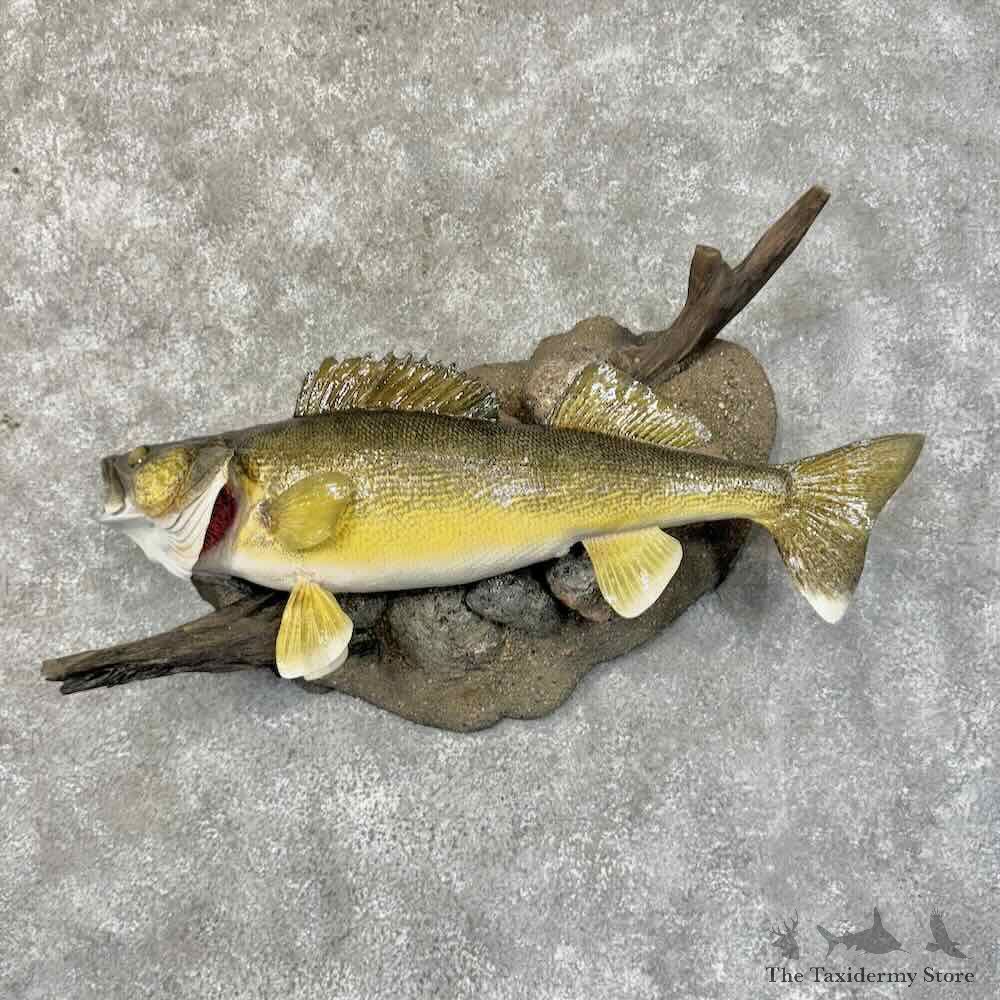 Walleye Fish Mount For Sale #31267 @ The Taxidermy Store