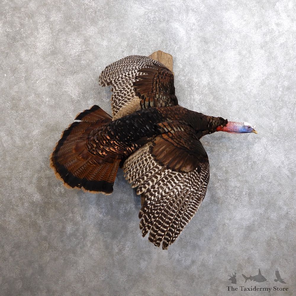 Eastern Turkey Bird Mount For Sale #18566 @ The Taxidermy Store