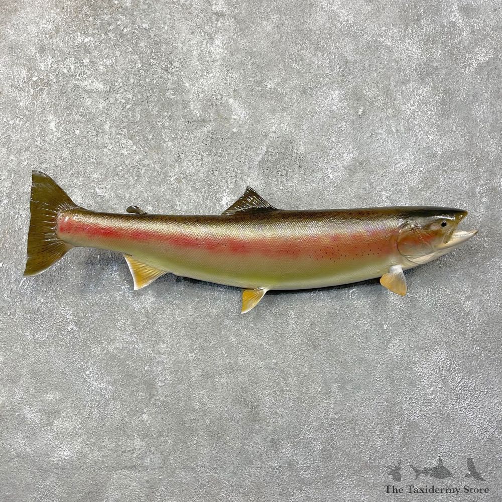 Rainbow Trout Fish Mount For Sale #24801 @ The Taxidermy Store