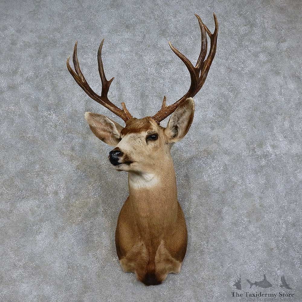 Mule Deer Shoulder Mount For Sale #15722 @ The Taxidermy Store