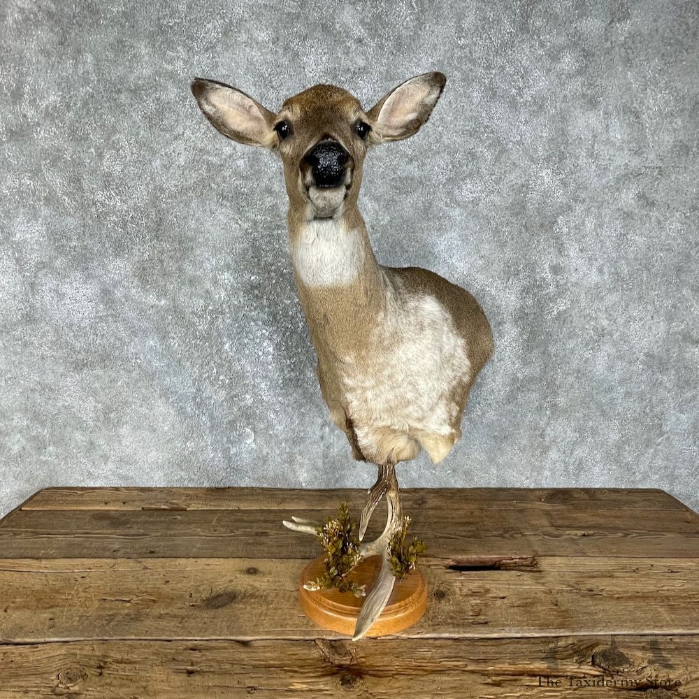 Piebald Whitetail Deer Half Life-Size Mount #25559 For Sale - The Taxidermy Store