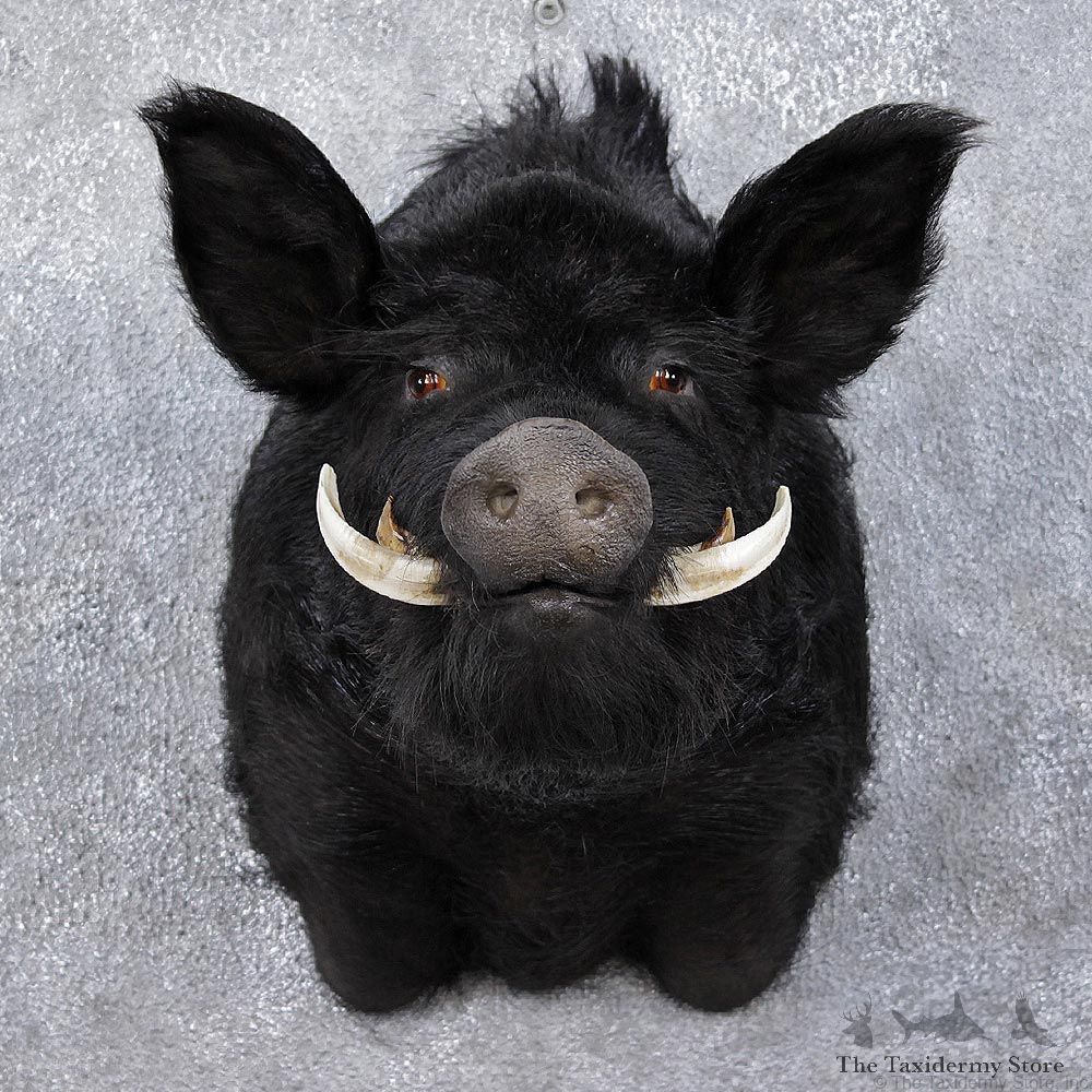 Black Boar Shoulder Taxidermy Head Mount #12465 For Sale @ The Taxidermy Store