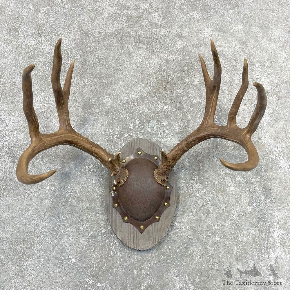 Mule Deer Taxidermy European Antler Plaque #24550 For Sale @ The Taxidermy Store
