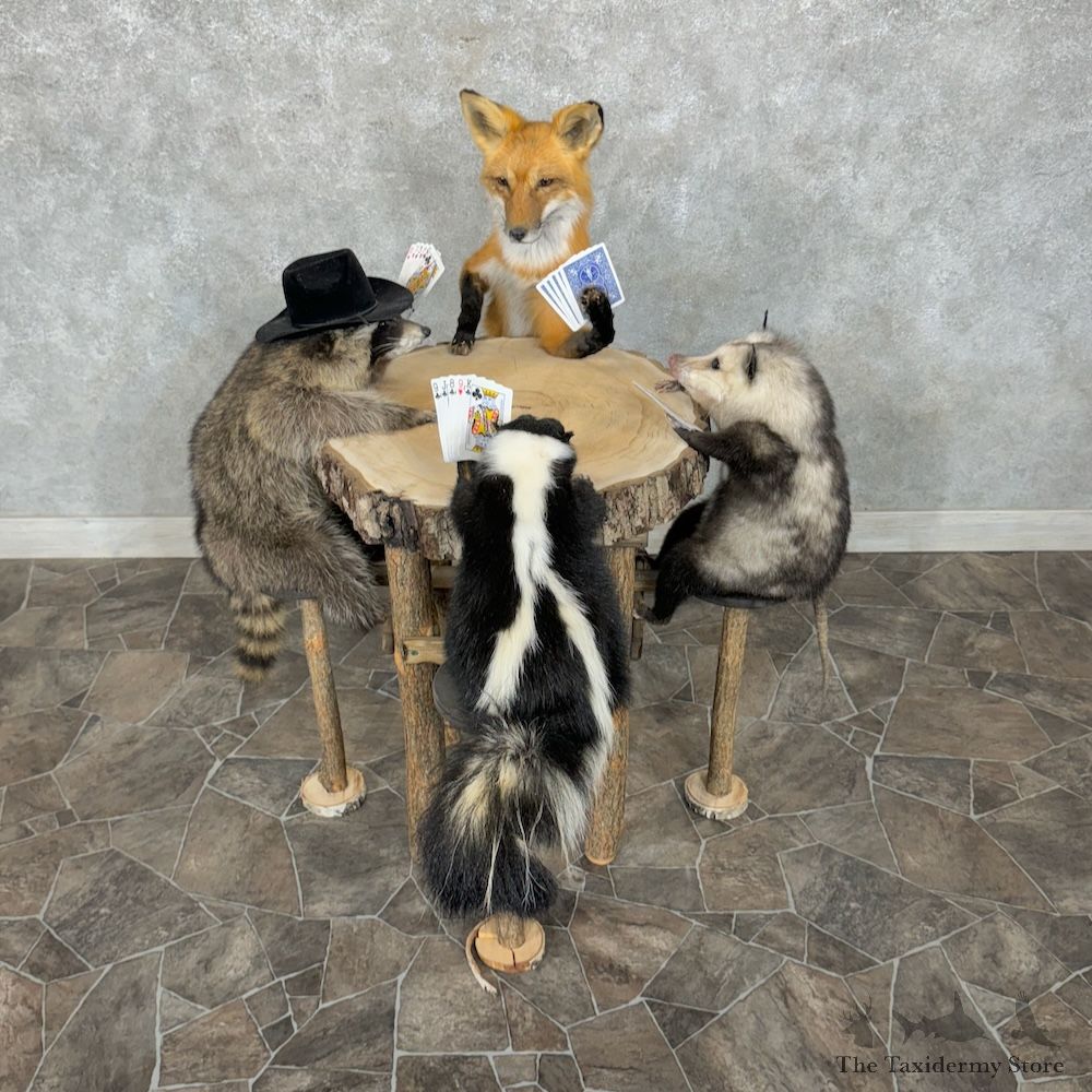 Poker Animals Novelty Mount For Sale #29554 @ The Taxidermy Store