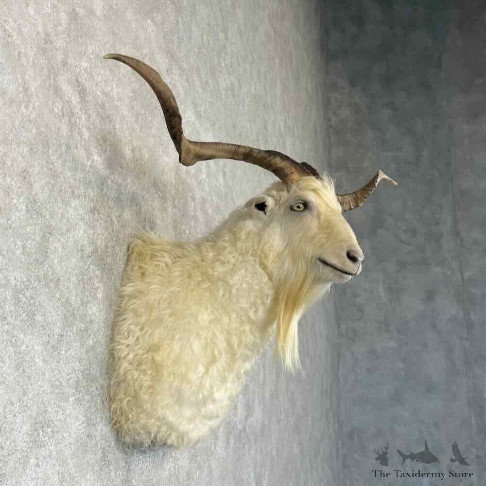 Feral Goat Shoulder Mount For Sale #30938 @ The Taxidermy Store