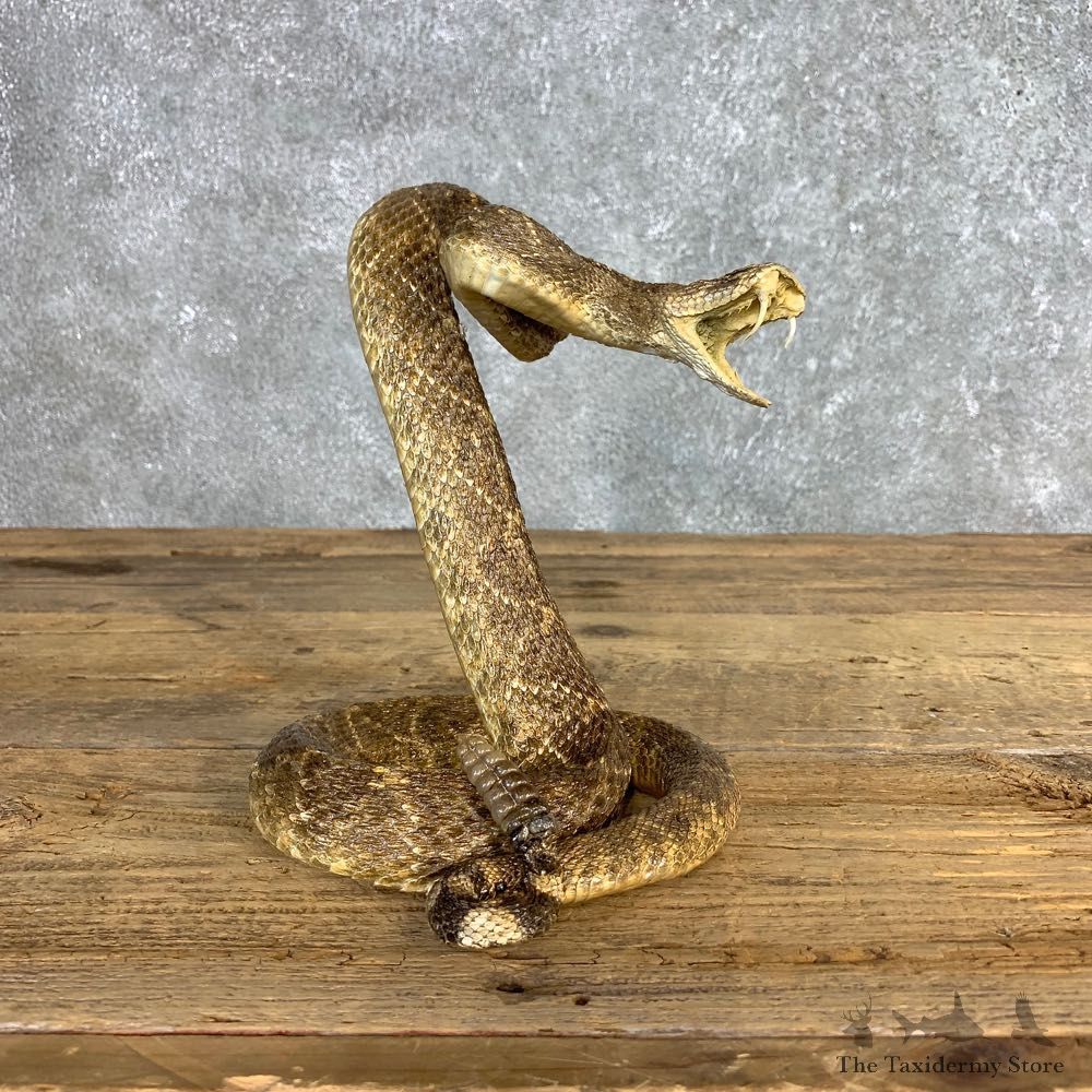 Western Diamondback Rattlesnake Mount For Sale #21249 @ The Taxidermy Store