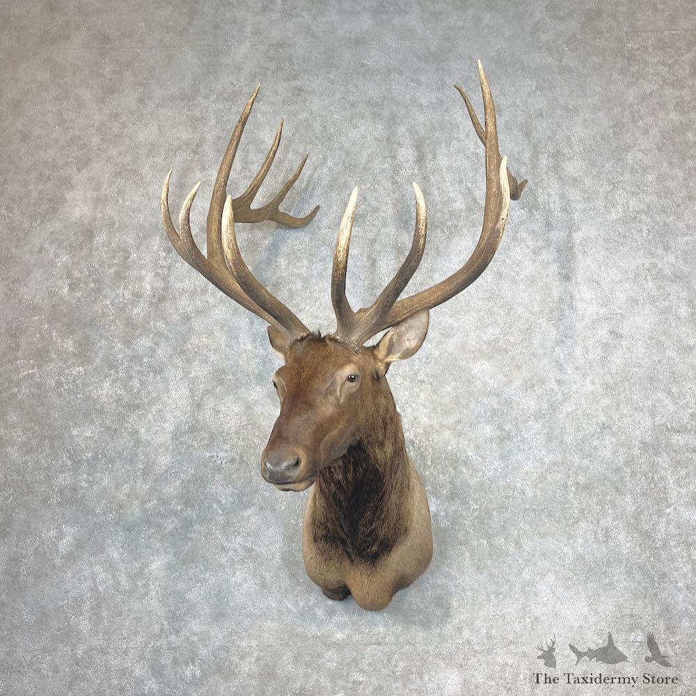 Rocky Mountain Elk Shoulder Mount For Sale #26860 @ The Taxidermy Store