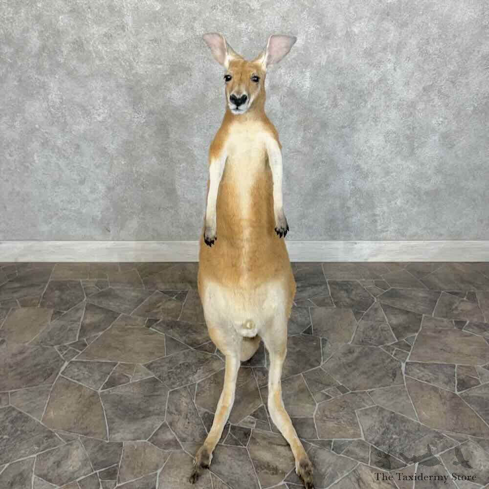 Red Kangaroo Life Size Mount For Sale #31410 @ The Taxidermy Store