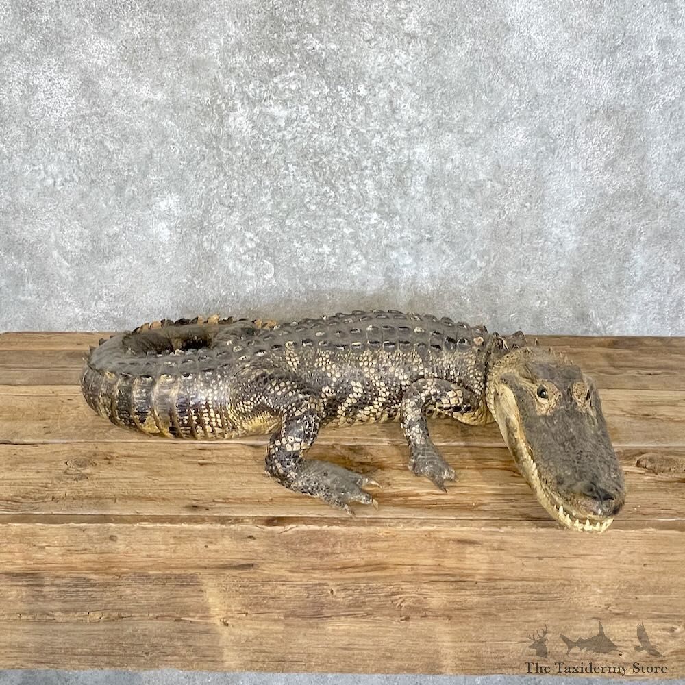 American Alligator Mount For Sale #27742 @ The Taxidermy Store