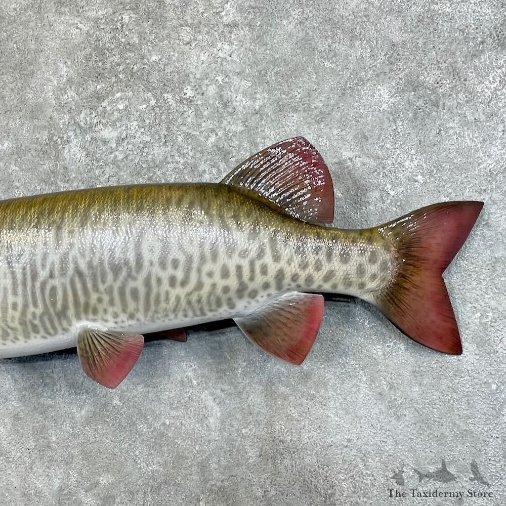 Reproduction Muskellunge Fish Mount For Sale #27533 @ The Taxidermy Store