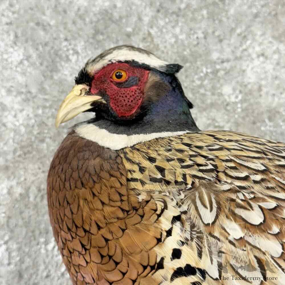 Ringneck Pheasant Bird Mount For Sale #30799 @ The Taxidermy Store