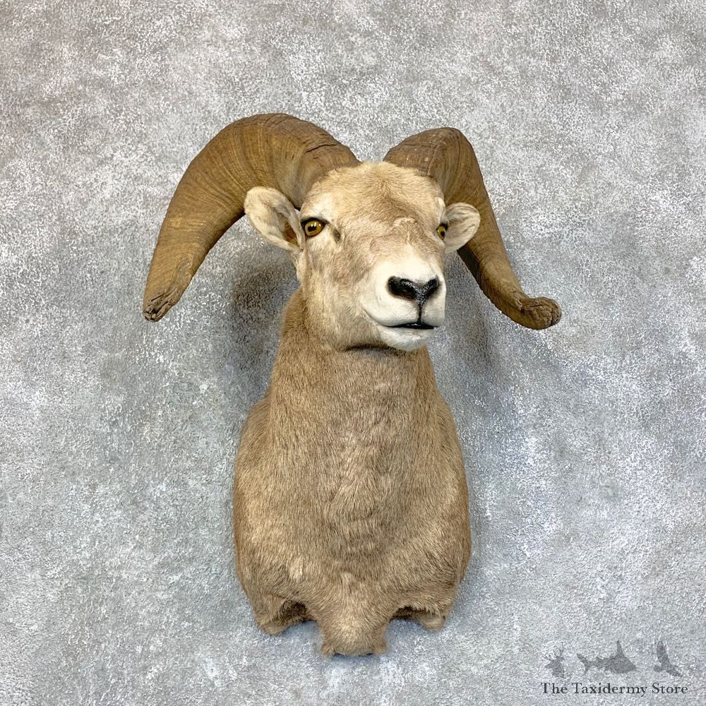 California Bighorn Sheep Shoulder Mount For Sale #22737 @ The Taxidermy Store