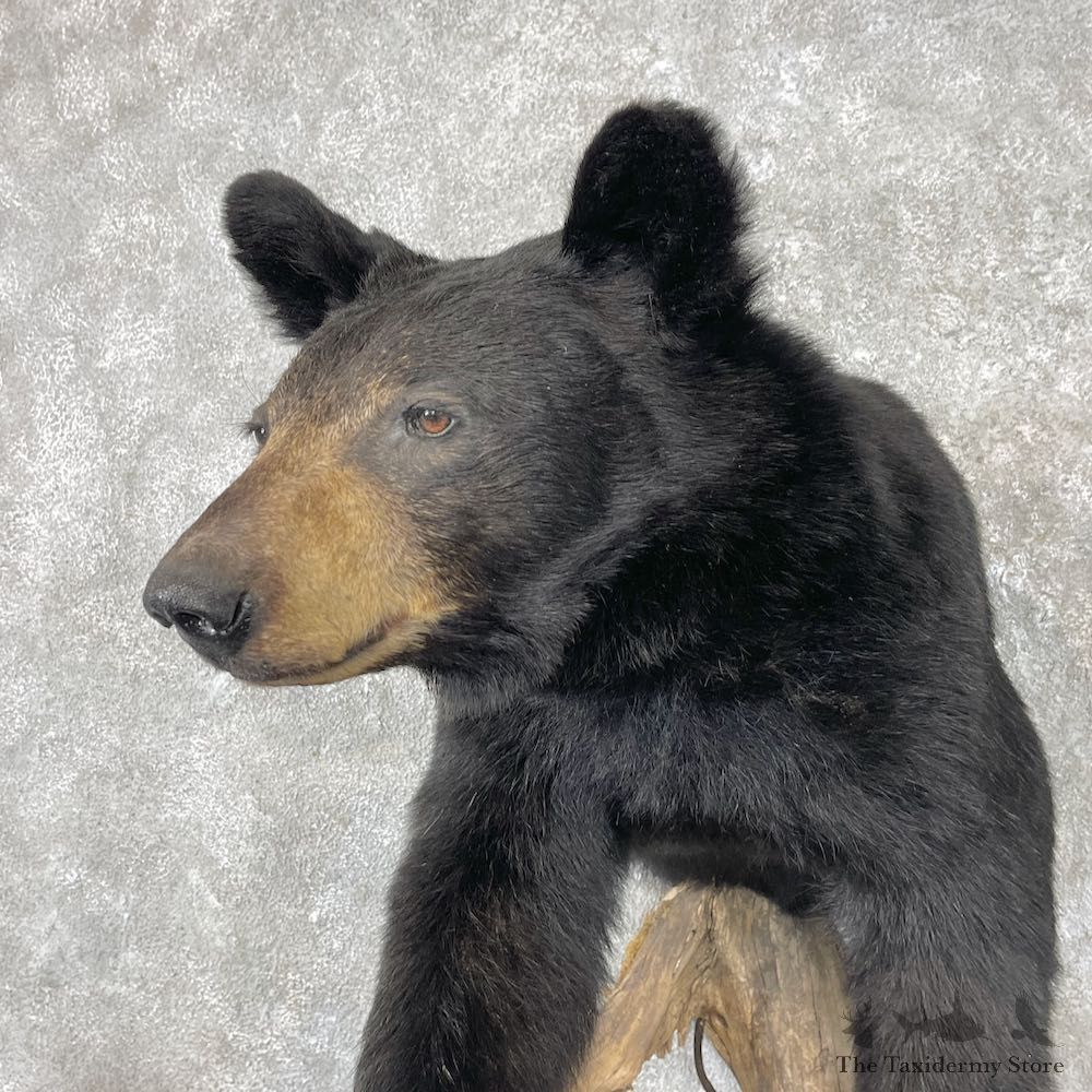 Black Bear Half-Life-Size Taxidermy Mount For Sale #26780 @ The Taxidermy Store
