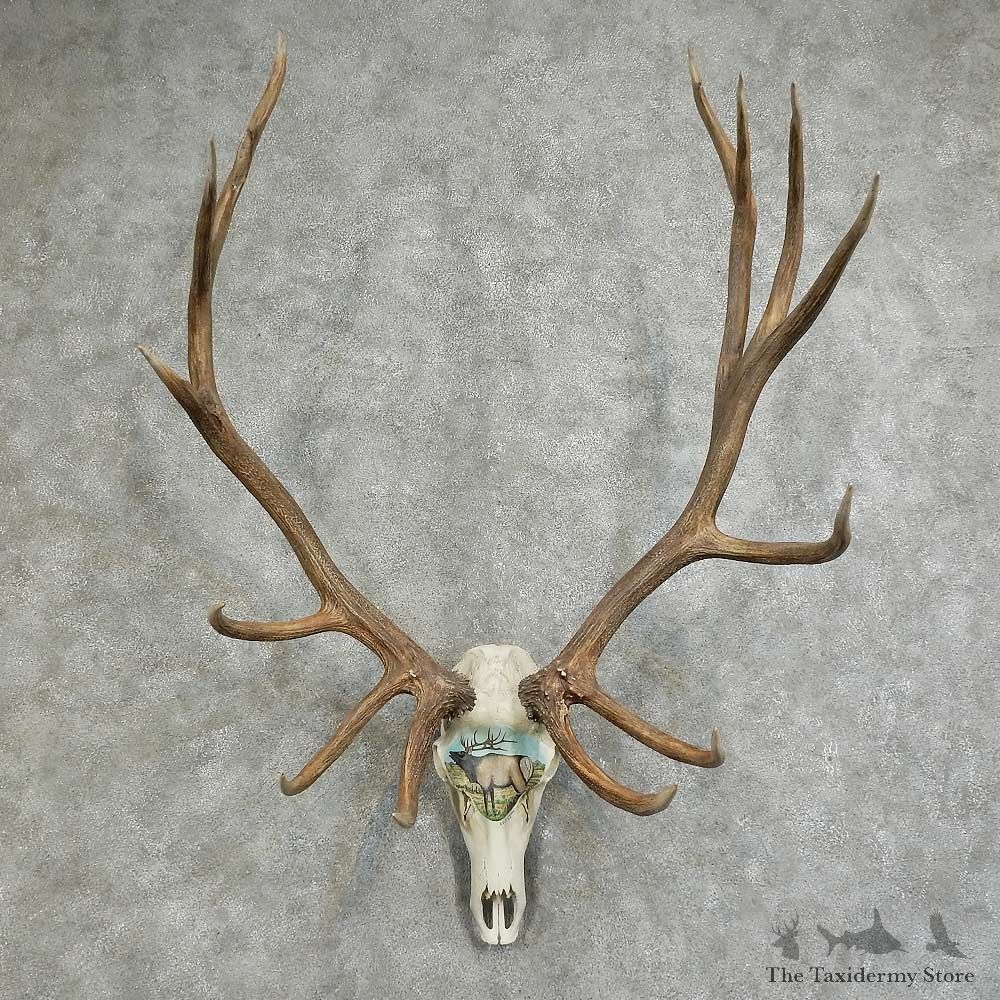 Elk Painted European Mount For Sale #16092 @ The Taxidermy Store