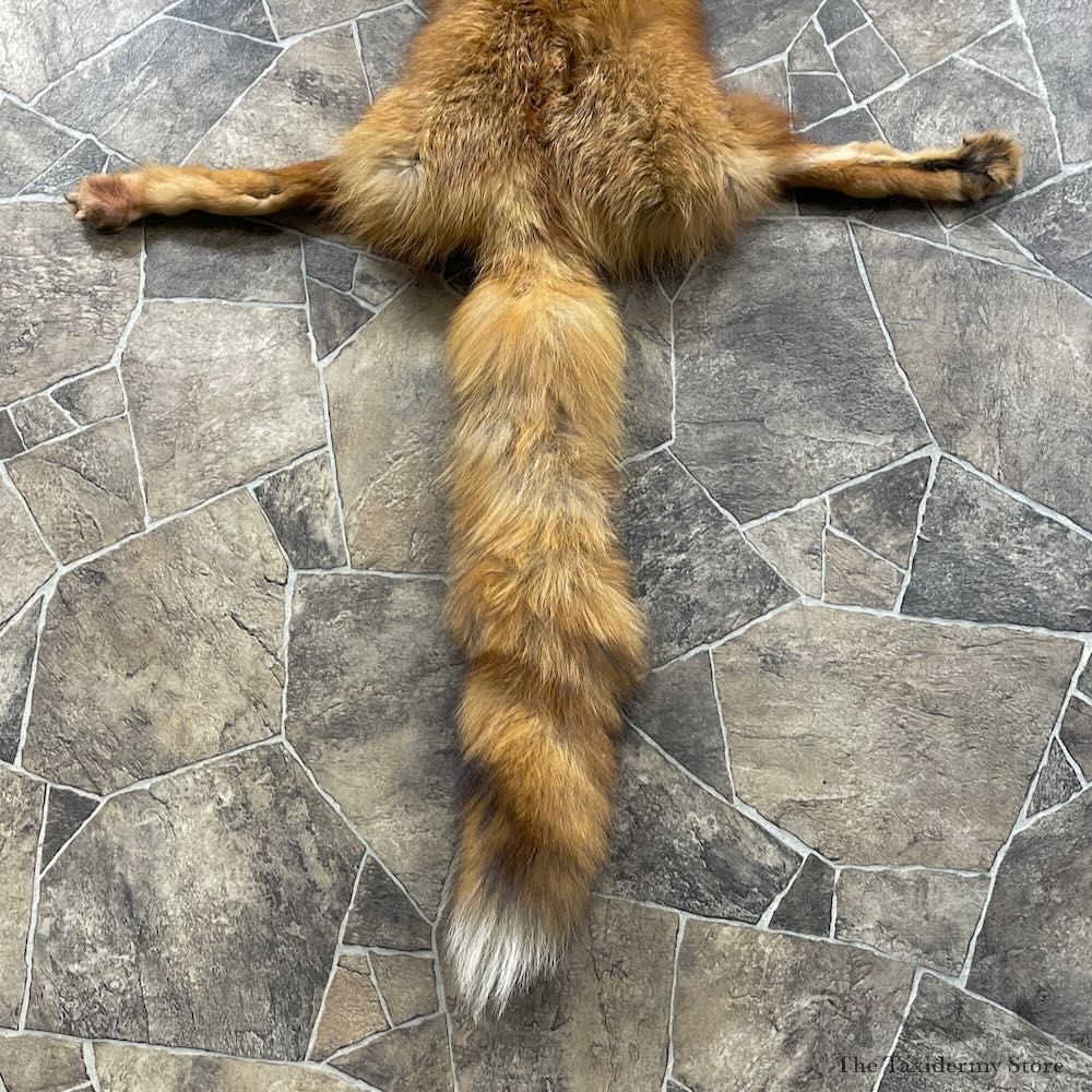 Red Fox Tanned Hide For Sale #27879 @ The Taxidermy Store