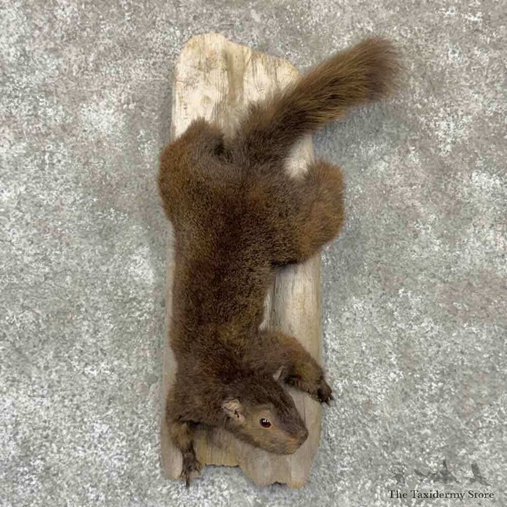 Black Squirrel Life Size Mount For Sale #32254 @ The Taxidermy Store