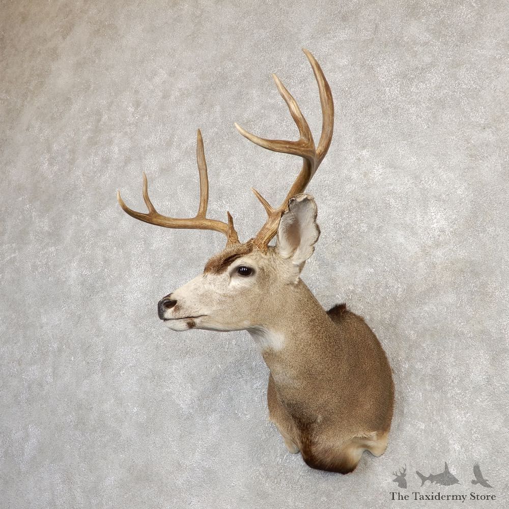 Black-tailed Deer Shoulder Mount For Sale #20265 @ The Taxidermy Store