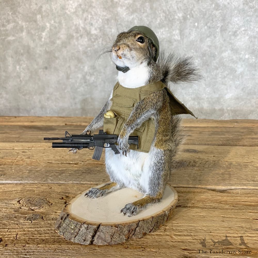 Patriot Squirrel Novelty Mount For Sale #22642 @ The Taxidermy Store