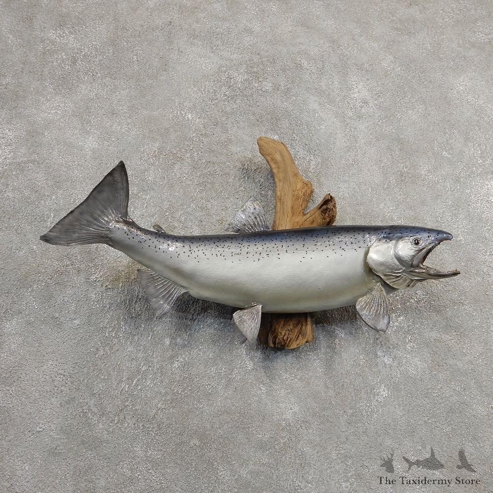 Atlantic Salmon Fish Mount For Sale #20901 @ The Taxidermy Store