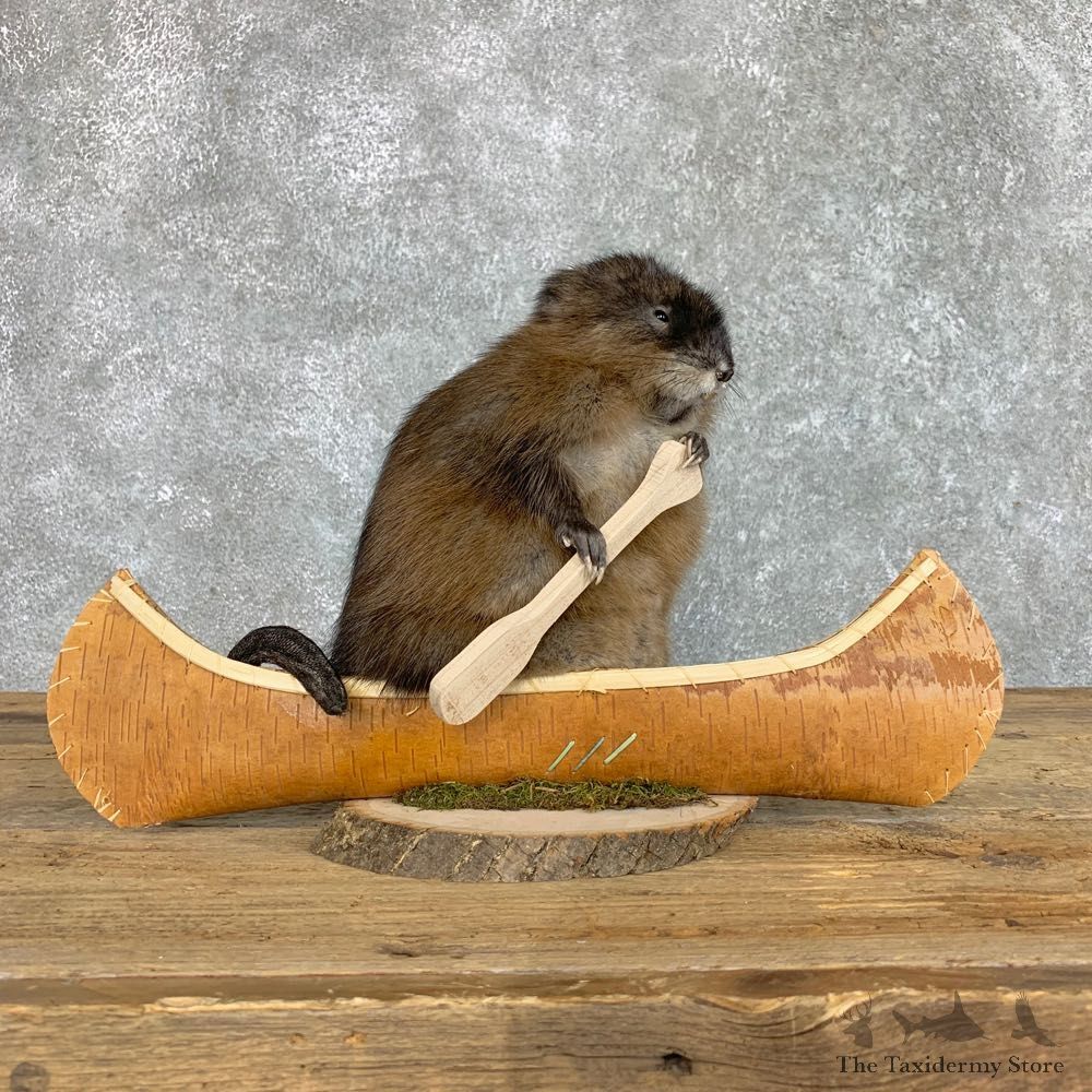 Canoeing Muskrat Novelty Mount For Sale #22411 @ The Taxidermy Store